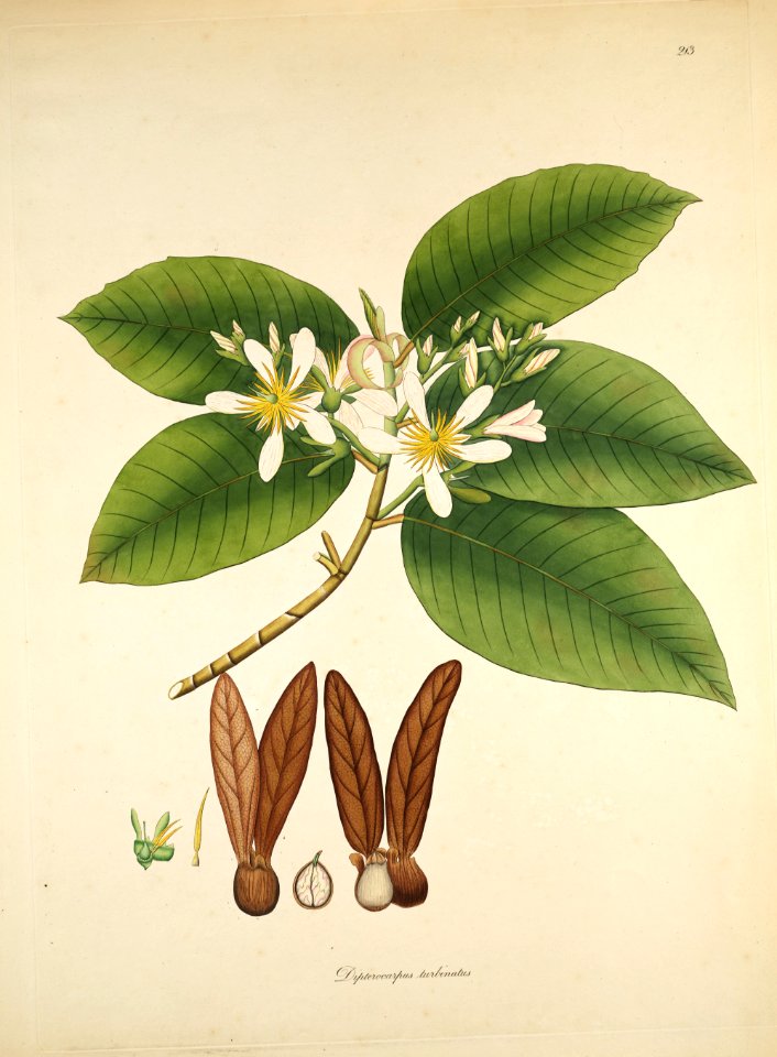 Dipterocarpus turbinatus Roxburgh 1819
