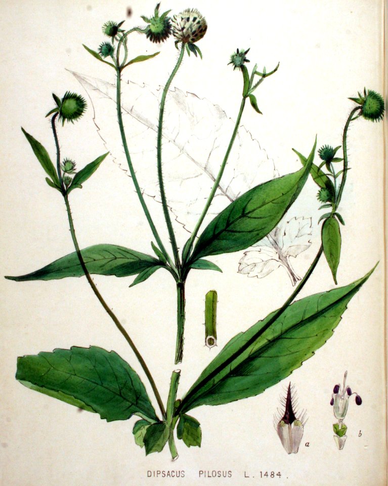 Dipsacus pilosus — Flora Batava — Volume v19