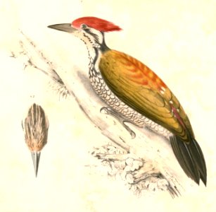 Dinopium javanense javanense Hardwicke