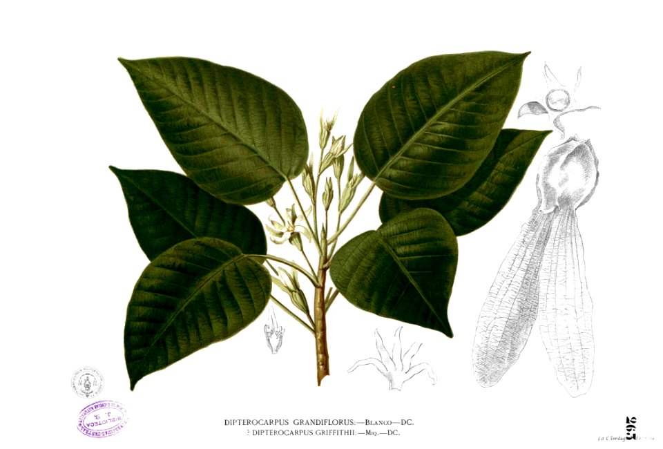 Dipterocarpus grandiflorus Blanco2.263