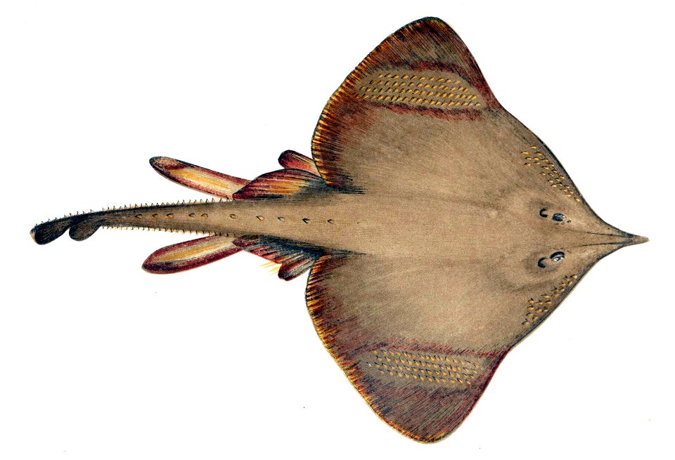 Dipturus oxyrinchus