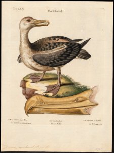 Diomedea exulans - 1700-1880 - Print - Iconographia Zoologica - Special Collections University of Amsterdam - UBA01 IZ17900138