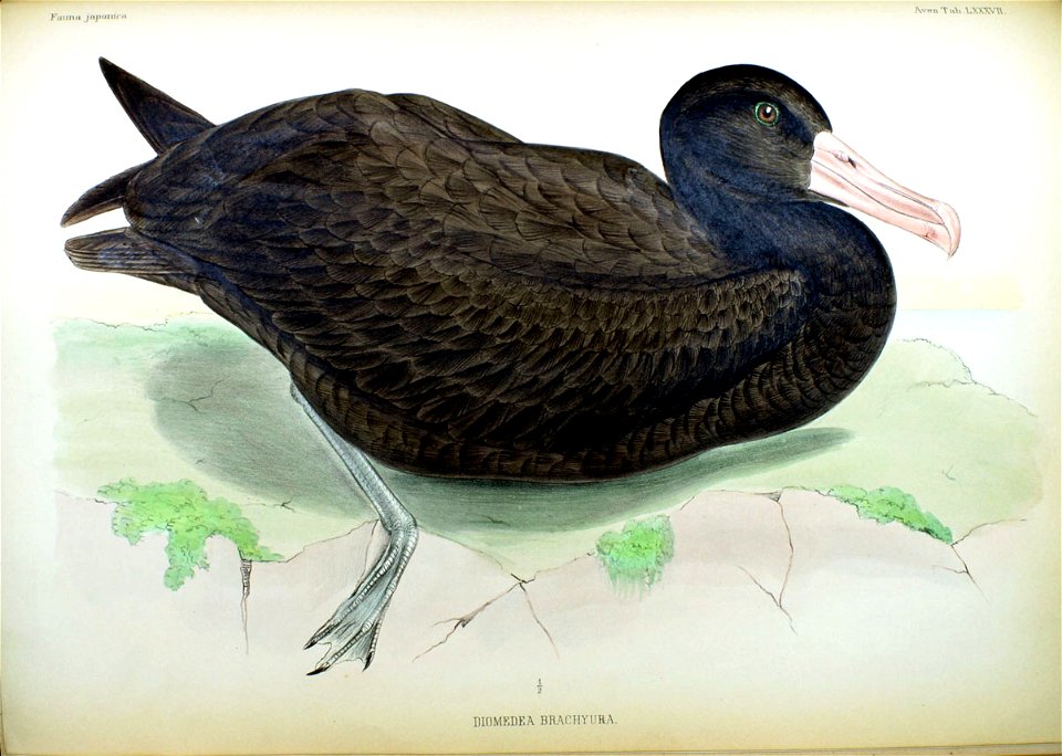 Diomedea brachyura Fauna Japonica