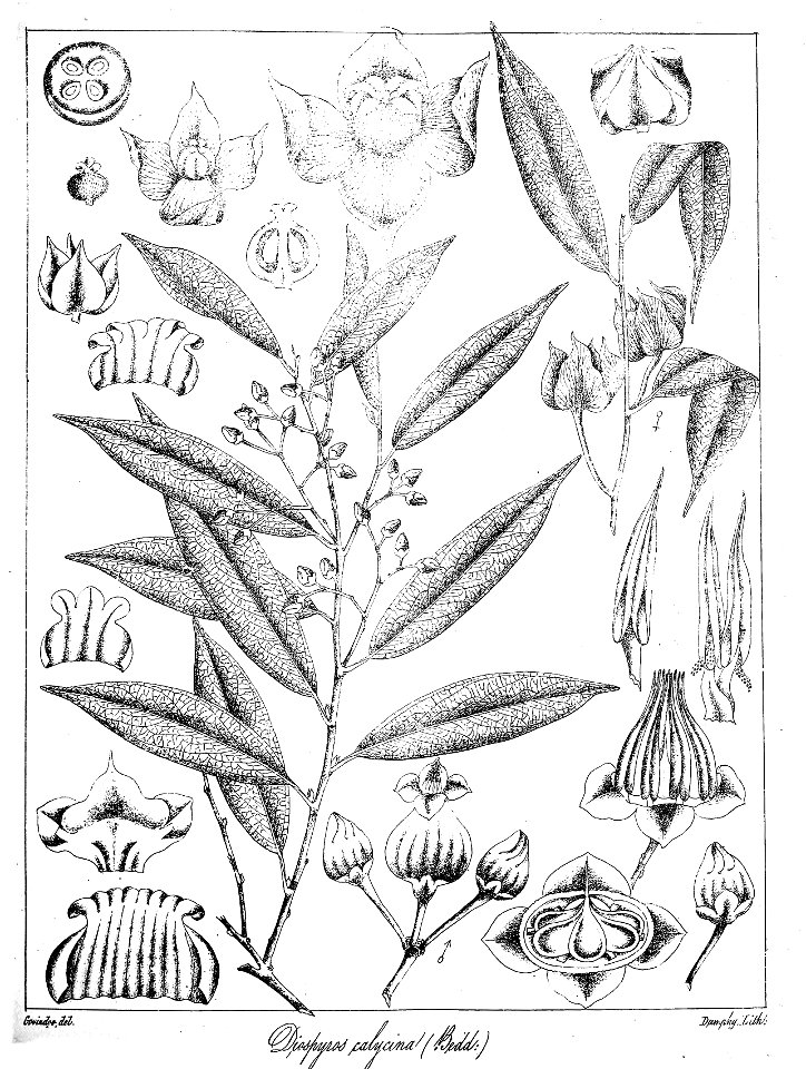 Diospyros calycina Govindoo
