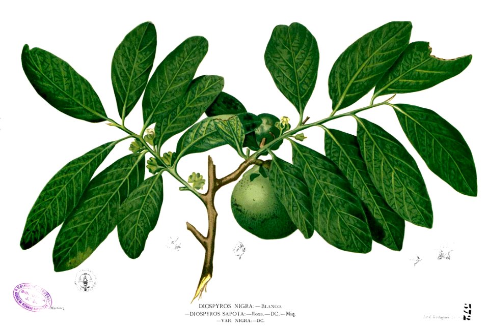 Diospyros nigra Blanco2.372