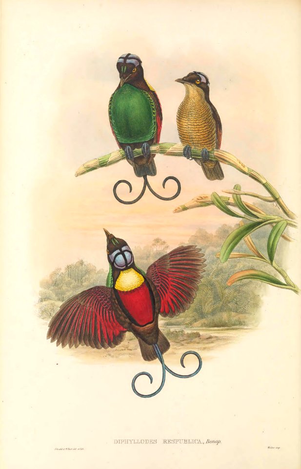 Diphyllodes respublica - The Birds of New Guinea