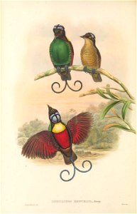 Diphyllodes respublica - The Birds of New Guinea