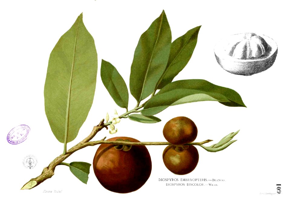 Diospyros blancoi Blanco1.109