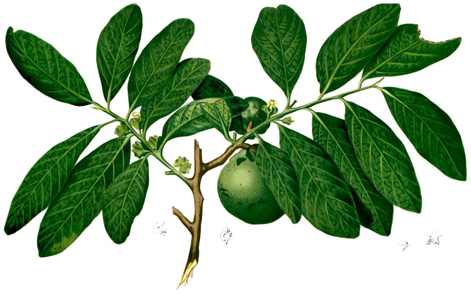Diospyros nigra Blanco2.372-cropped