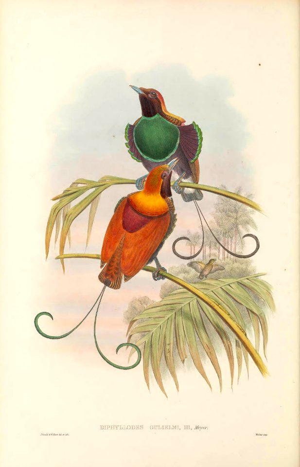 Diphyllodes gulielmi - The Birds of New Guinea