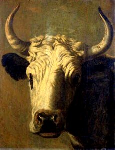 Dirck Govertsz. - Portret van een koe - 3243 (OK) - Museum Boijmans Van Beuningen