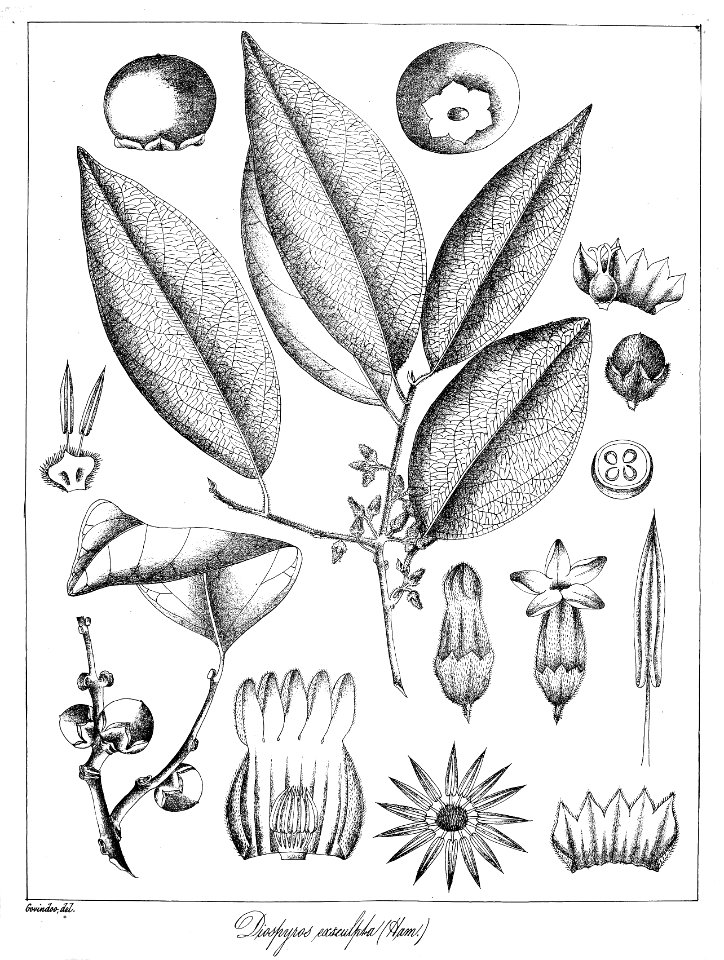 Diospyros exsculpta Govindoo