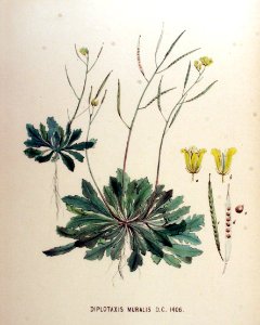 Diplotaxis muralis — Flora Batava — Volume v18