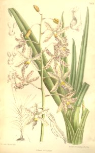 Dipodium paludosum - Curtis' 122 (Ser. 3 no. 52) pl 7464 (1896)