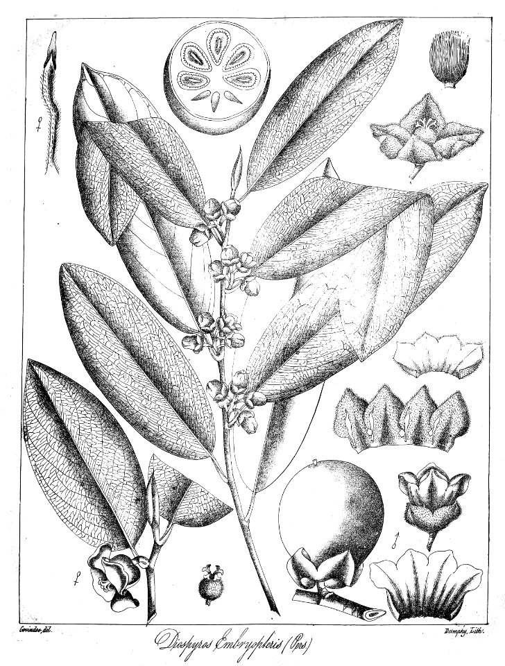 Diospyros embryopteris Govindoo
