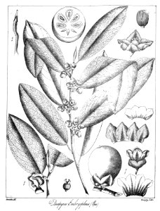 Diospyros embryopteris Govindoo