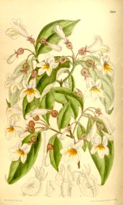 Dipelta floribunda 136-8310