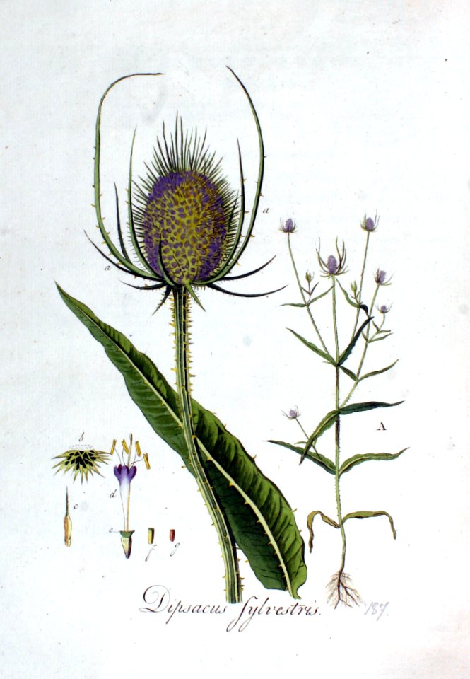 Dipsacus sylvestris — Flora Batava — Volume v3