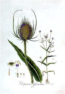 Dipsacus sylvestris — Flora Batava — Volume v3