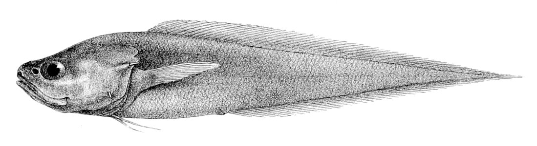 Diplacanthopoma brachysoma