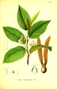 Dipterocarpus turbinatus Berg 1896