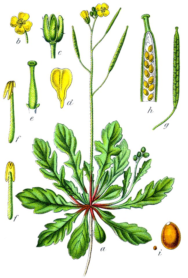 Diplotaxis muralis Sturm33