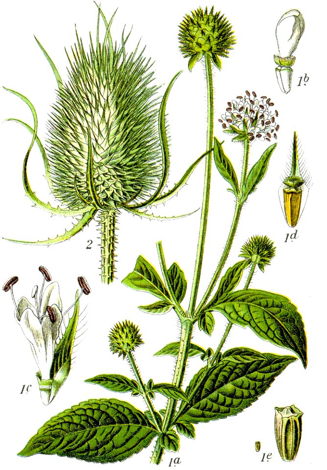 Dipsacus spp Sturm1, Johann Georg Sturm, 1796