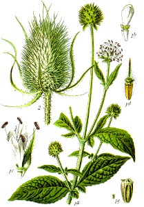 Dipsacus spp Sturm1