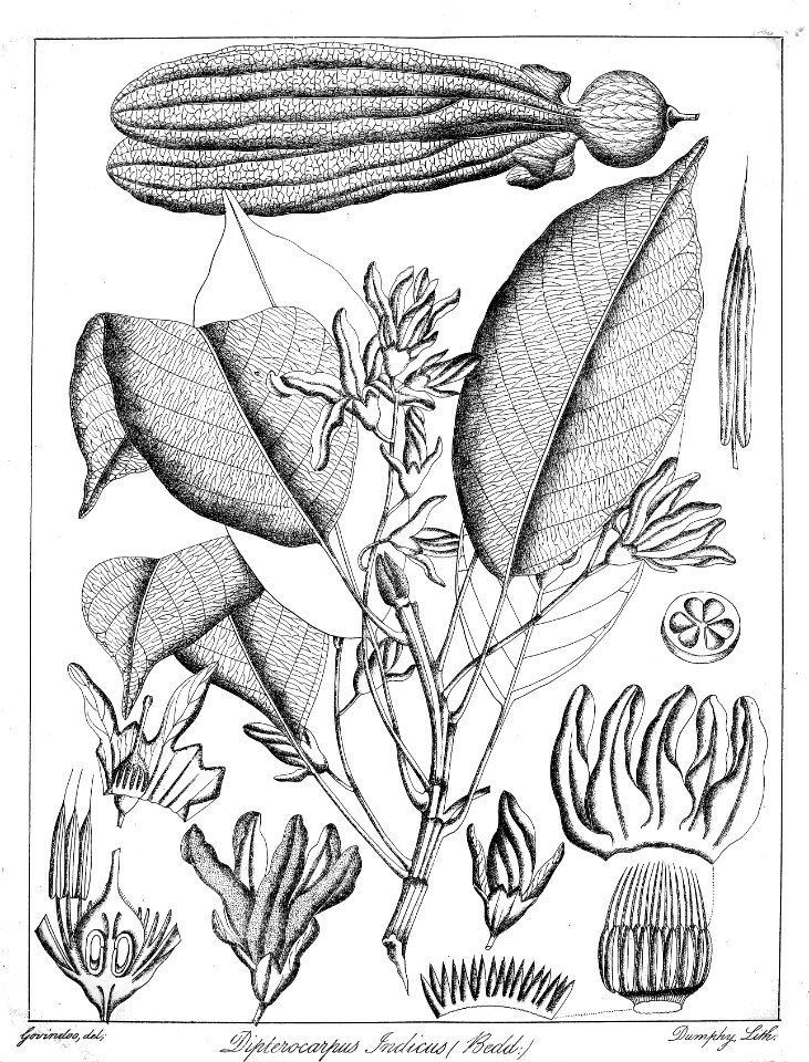 Dipterocarpus indicus Govindoo
