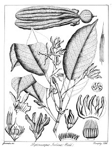 Dipterocarpus indicus Govindoo. Free illustration for personal and commercial use.