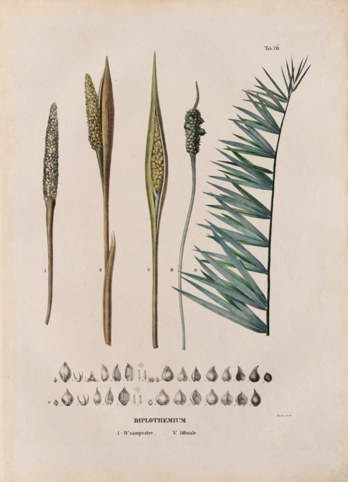Diplothemium I-V. campestre. V littorale, da Coleção Brasiliana Iconográfica