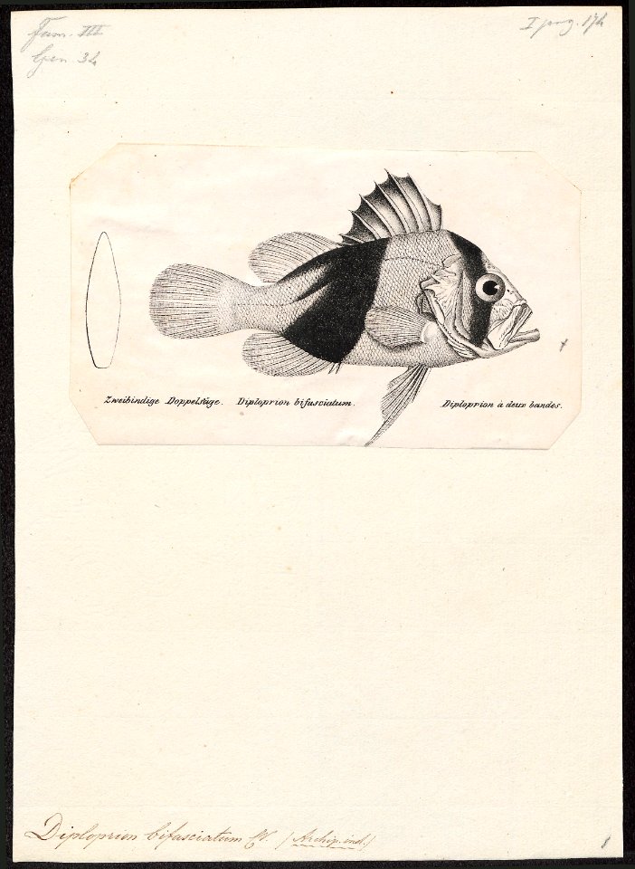 Diploprion bifasciatum - 1809-1845 - Print - Iconographia Zoologica - Special Collections University of Amsterdam - UBA01 IZ12900267