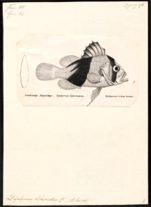 Diploprion bifasciatum - 1809-1845 - Print - Iconographia Zoologica - Special Collections University of Amsterdam - UBA01 IZ12900267