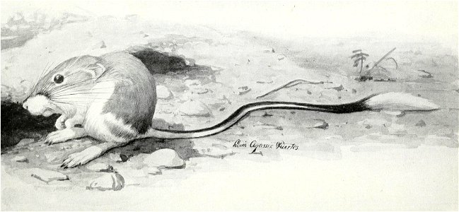 Dipodomys spectabilis spectabilis (Louis Agassiz Fuertes)