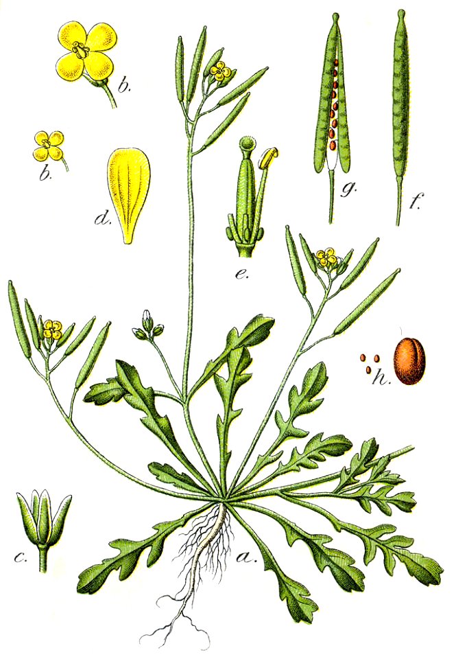 Diplotaxis viminea Sturm34
