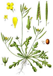 Diplotaxis viminea Sturm34