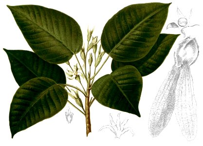 Dipterocarpus grandiflorus Blanco2.263-cropped