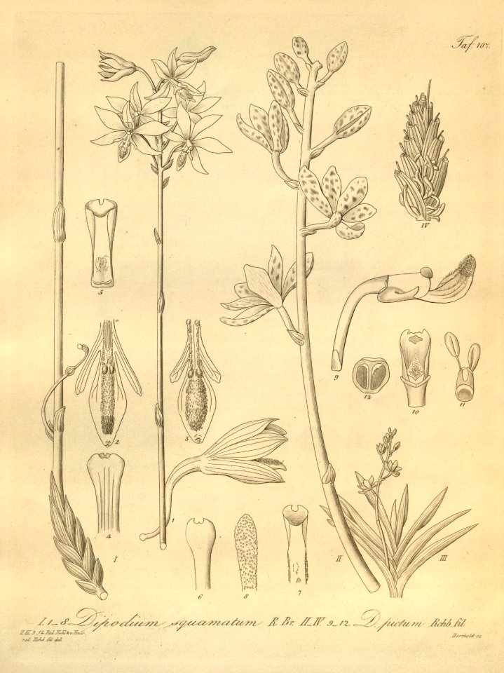 Dipodium squamatum - Dipodium pictum - Xenia 2 pl 7