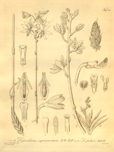 Dipodium squamatum - Dipodium pictum - Xenia 2 pl 7