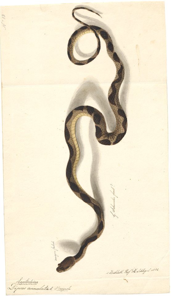 Dipsas annulata - 1818 - Print - Iconographia Zoologica - Special Collections University of Amsterdam - UBA01 IZAA100161
