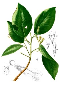 Dipterocarpus vernicifluus Blanco1.183-cropped