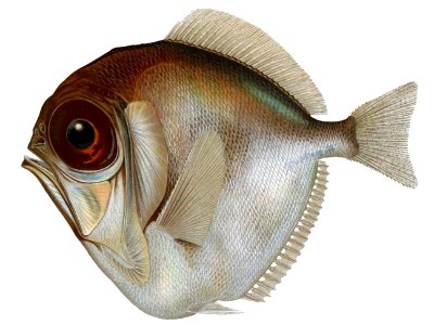 Diretmus argenteus2