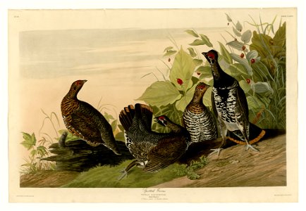 176 Spotted Grous