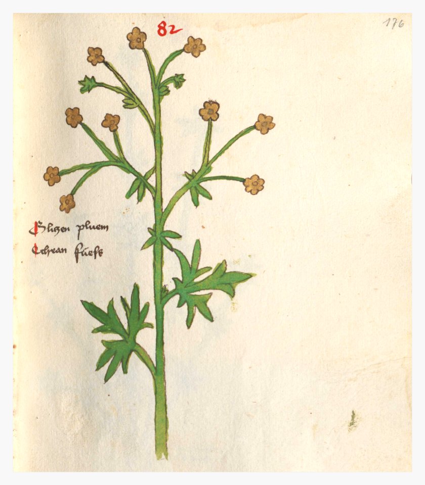 176 Auslasser Ranunculus acris