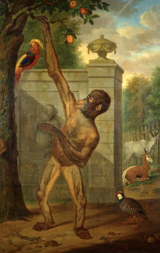 1777. Orangutan from the zoo of stadtholder William V picking an apple