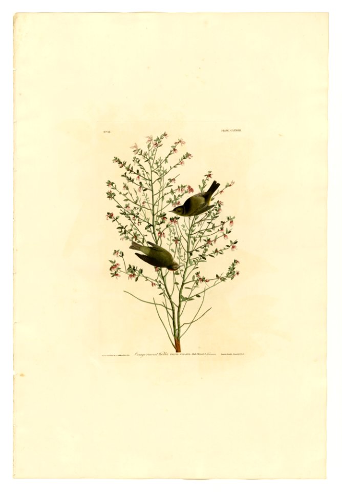178 Orange-crowned Warbler