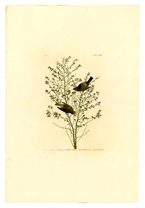 178 Orange-crowned Warbler