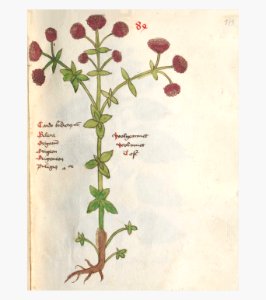 179 Auslasser Origanum vulgare