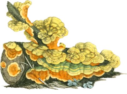 1797-09-03 Stereum hirsutum Plate by James Sowerby