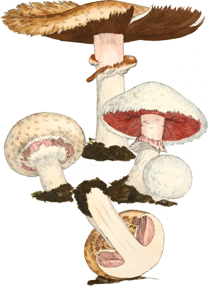 1797-09-03 Agaricus campestris Plate by James Sowerby